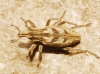 Coniocleonus excoriatus