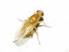 Chyromyia sp., a confirmar