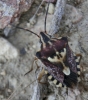 Codophila varia