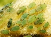 Aphis sp.