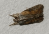 Bryophila gea