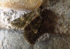 Polymixis lichenea