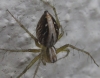 Oxyopes lineatus