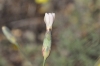 Dianthus pungens L. subsp. hispanicus (Asso) O.Bols & Vigo