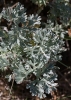 Artemisia absinthium ? 2/3