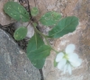 Arabidopsis thaliana ? 1 de 7
