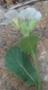 Arabidopsis thaliana ? 2 de 7