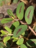 Chamaesyce maculata (L.) Small