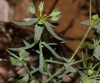 Euphorbia segetalis L.