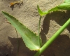 Euphorbia serrata 3 de 4