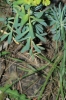 Euphorbia sp. 2d2