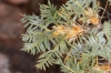 Astragalus granatensis Lam.