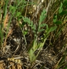 Astragalus sesameus