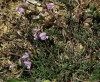Astragalus austriacus Jacq.