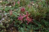 Astragalus incanus L.
