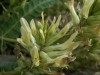Astragalus monspessulanus L. subsp. gypsophilus Rouy