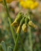 Coronilla minima L. subsp. minima