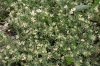 Dorycnium pentaphyllum Scop.