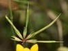 Lotus tenuis Waldst. & Kit. ex Willd.