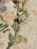 Onobrychis argentea Boiss. subsp. hispanica (Sirj.) P.W. Ball