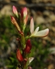 Onobrychis saxatilis (L.) Lam.