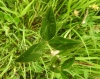 Trifolium pratense L. subsp. pratense