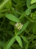 Trifolium strictum L.