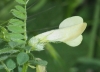 Vicia hybrida ? 2/2