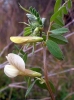Vicia hybrida L.