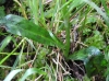 Dactylorhiza fuchsii (Druce) So