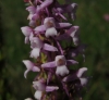 Gymnadenia conopsea (L.) R.Br.