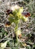 Ophrys fusca s.l.