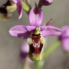Ophrys tenthredinifera ?