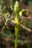 Ophrys lupercalis Devillers & Terschuren
