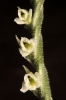 Spiranthes spiralis (L.) Chevall.