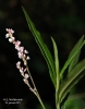 Polygonum salicifolium 1 de 2