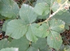 Rubus 1 de 3