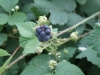 Rubus caesius (2d3)