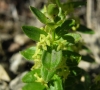 Cruciata glabra (L.) Ehrend. subsp. glabra