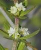 Galium verrucosum Huds. subsp. verrucosum