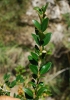 Buxus sempervirens L.
