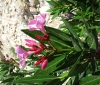 Nerium oleander L. subsp. oleander