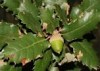 Quercus x senneniana