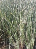 Typha domingensis Pers.