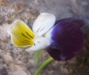 Viola arvensis 2 de 3