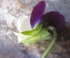 Viola arvensis 3 de 3