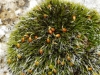 Grimmia orbicularis Bruch ex Wilson