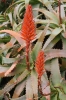 Aloe arborescens Mill.