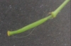 Diplotaxis tenuifolia ? 6 de 8