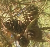 Pinus brutia ? 4 de 7